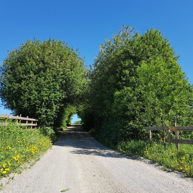 Tingelstadhøgda