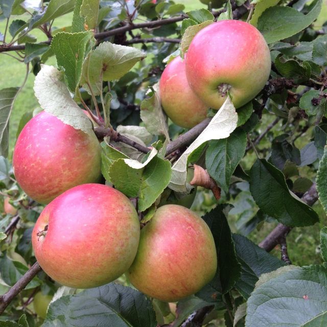 Apple tree